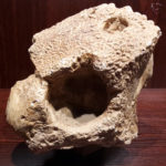 Homalocephale skull