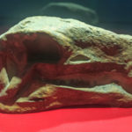 Huayangosaurus skull scaled