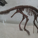 Hypacrosaurus skeleton