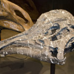 Hypacrosaurus skull scaled