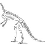 Hypsilophodon standing sketch skeleton