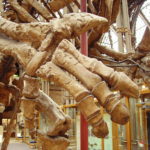 Iguanodon hand specimen