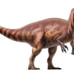 Irritator right view