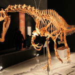 Irritator skeleton
