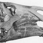 Kritosaurus skull scaled