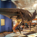 Lambeosaurus skeleton