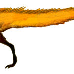 Leaellynasaura long tail scaled