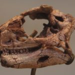 Lesothosaurus skull scaled