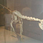 Liliensternus skeleton