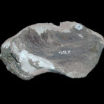 Magyarosaurus coracoid