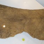 Magyarosaurus scapula
