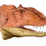 Majungasaurus head