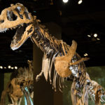 Majungasaurus skeleton
