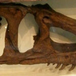 Marshosaurus skull