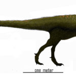 Marshosaurus walking scaled