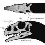 Massospondylus sketch skull
