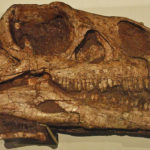 Massospondylus skull