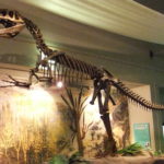 Megalosaurus skeleton scaled