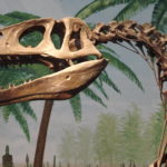 Megalosaurus skull scaled