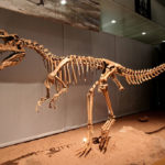 Monolophosaurus skeleton