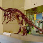 Muttaburrasaurus skeleton