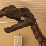Muttaburrasaurus skeleton neck scaled