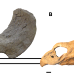 Nedoceratops skull