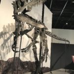 Neovenator skeleton