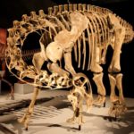 Nigersaurus skeleton