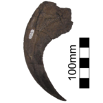 Nothronychus hand claws