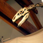 Nothronychus skull