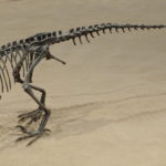 Ornitholestes skeleton scaled