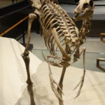 Ornithomimus skeleton scaled