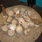 Orodromeus egg hatched