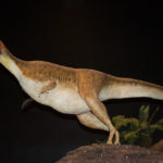 Oryctodromeus looking out