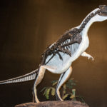 Oryctodromeus standing
