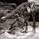 Othnielia skeleton