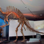 Ouranosaurus skeleton scaled