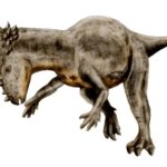 Pachycephalosaurus restore