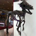 Pachycephalosaurus skeleton