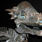 Pachycephalosaurus specimen