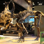 Pachyrhinosaurus skeleton