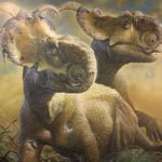 Pachyrhinosaurus two scaled