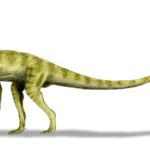 Pantydraco walking