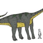 Paralititan height scaled