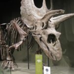Pentaceratops skeleton