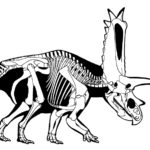 Pentaceratops sketch skeleton