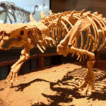 Pinacosaurus skeleton
