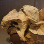 Pinacosaurus skull scaled