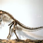 Plateosaurus skeleton scaled